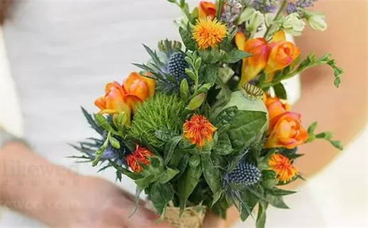 狐妖小红娘镜花缘篇解读与角色分析完整指南